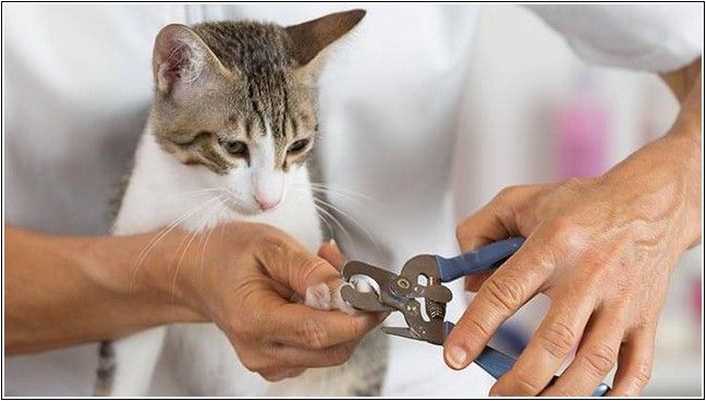 Cara Mudah Memotong Kuku Kucing Kesayangan